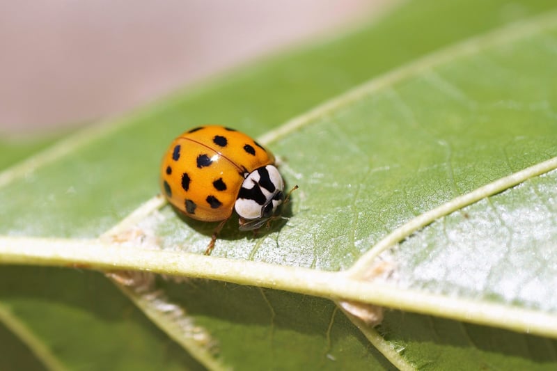 Ladybug - Natural Predator