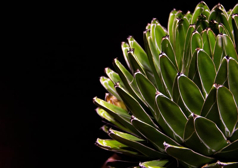 Succulent Gardens